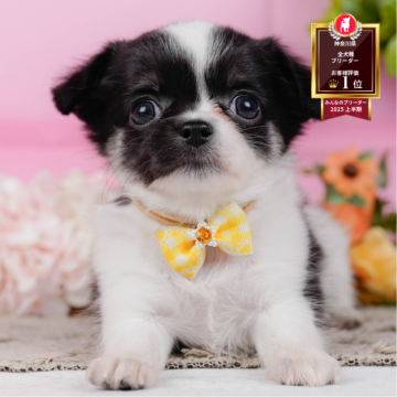 チワワ(ロング)の子犬