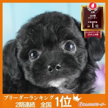 チワプー(チワワ×トイプードル)の子犬