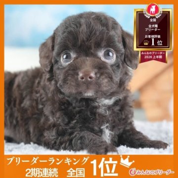チワプー(チワワ×トイプードル)の子犬