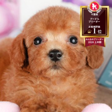 トイプードル(トイ)の子犬