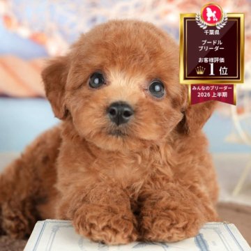 トイプードル(トイ)の子犬