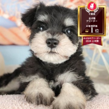 ミニチュアシュナウザーの子犬