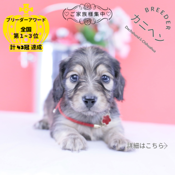 カニンヘンダックスフンド(ロング)の子犬