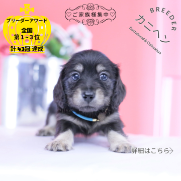 カニンヘンダックスフンド(ロング)の子犬