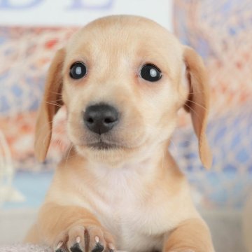 ミニチュアダックスフンド(スムース)の子犬