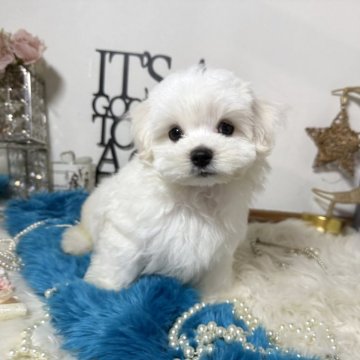 マルチーズの子犬