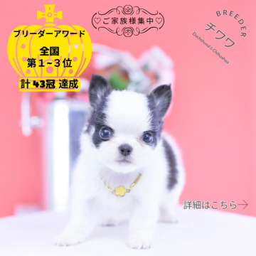 チワワ(ロング)の子犬
