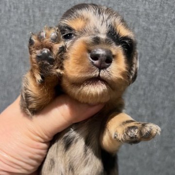 カニンヘンダックスフンド(ロング)の子犬