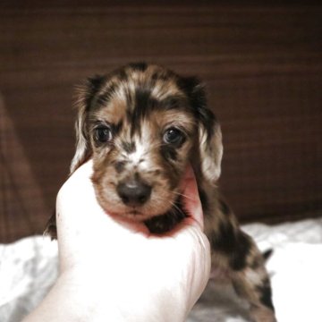 ミニチュアダックスフンド(ロング)の子犬
