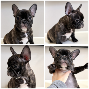フレンチブルドッグの子犬