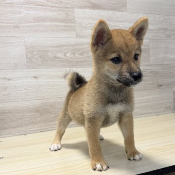 柴犬の子犬