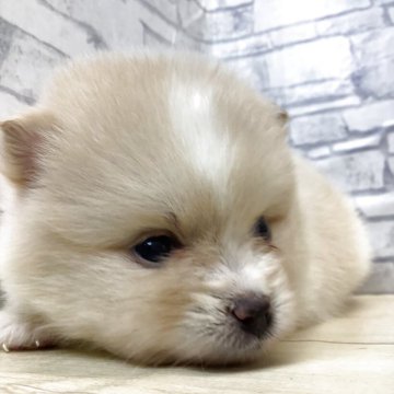 ポメラニアンの子犬