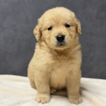ゴールデンレトリバーの子犬