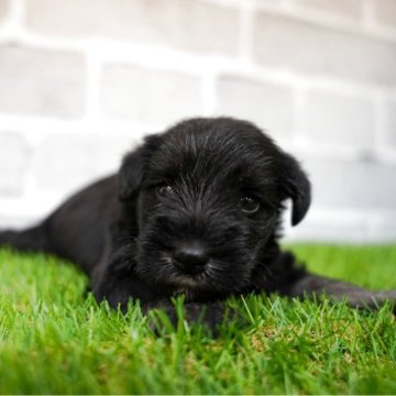 ミニチュアシュナウザーの子犬