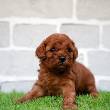 トイプードルの子犬