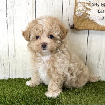 マルプー(マルチーズ×トイプードル)の子犬(女の子・アプリコット・奈良県)