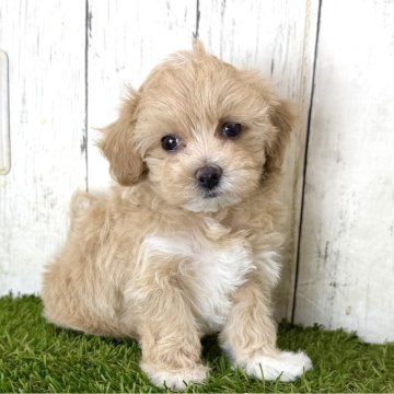 マルプー(マルチーズ×トイプードル)の子犬(男の子・アプリコット・奈良県)