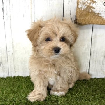 マルプー(マルチーズ×トイプードル)の子犬(男の子・アプリコット・奈良県)