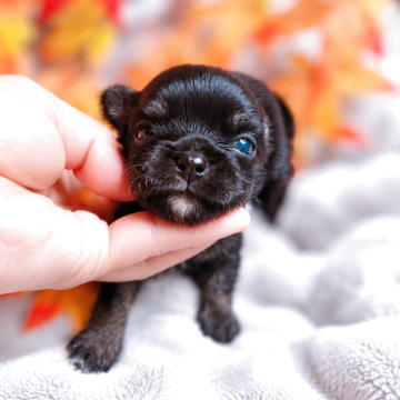 チワワ(ロング)の子犬
