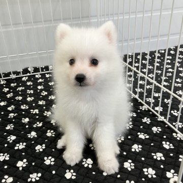 日本スピッツの子犬
