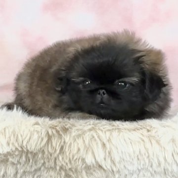ペキニーズの子犬